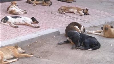 قدّمه للكلاب الضالة.. شاب يعرض حياة طفل للخطر بقرية فيديمين بالفيوم