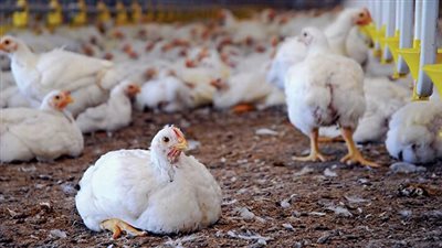 استقرار أسعار الطيور اليوم بالأسواق.. والفراخ البيضاء بـ32 جنيهًا │ بث مباشر