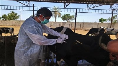 الحمى القلاعية تتسبب في نفوق عجول بالغربية.. والزراعة تشكل لجانًا للتطعيم | خاص