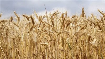 نقيب الفلاحين يستعرض بعض الحلول لتحقيق الاكتفاء الذاتي من القمح