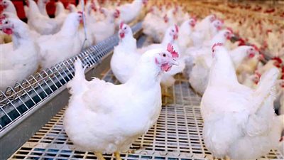بث مباشر| تعرف على أسعار الطيور والدواجن بالأسواق 