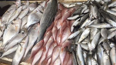 البوري بـ40 والبلطي بـ50 جنيه.. أسعار الأسماك اليوم في أسواق الإسماعيلية | بث مباشر