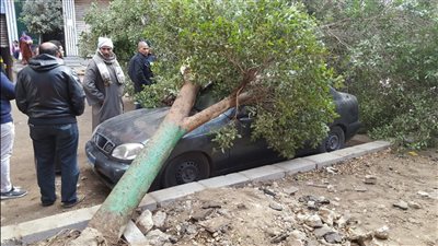 وفاة سائق توكتوك وإصابة 4 آخرون في حادث سقوط أشجار نتيجة الطقس السيئ بالغربية