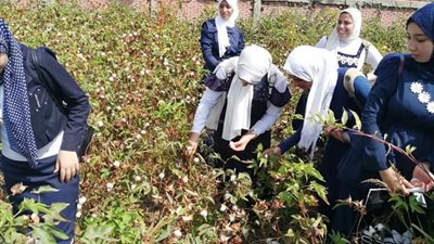 دمياط الثانوية الزراعية.. أول مدرسة مصرية تتخصص في الزراعات العضوية للقطن|صور