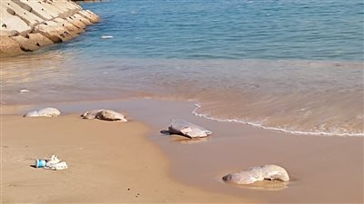 العثور على حاوية لحوم غارقة في البحر المتوسط بالإسكندرية.. والمحافظ يكشف التفاصيل | فيديو جراف 