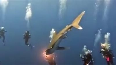 رغم خطورته.. غطاسون يلعبون مع القرش المخيف بمنطقة أبو الكيزان جنوب البحر الأحمر| فيديو