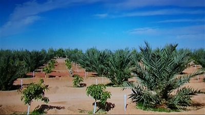 وزير الزراعة الأسبق: مشروع توشكى الخير نقلة نوعية في مجال الزراعة واستصلاح الأراضي