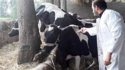 محافظ الشرقية: تحصين 280 ألف و33 رأس ماشية ضد الحمى القلاعية والوادي المتصدع 