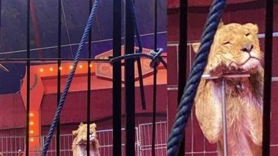غضب واسع بعد صورة الأسد النائم في السيرك.. وجمعيات حقوق الحيوان تطالب بالإنقاذ