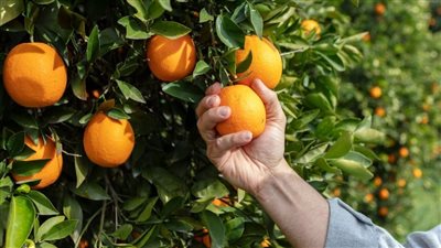 بسبب طول العنق.. هولندا تضع شروطًا حجرية جديدة لاستقبال شحنات الموالح المصرية