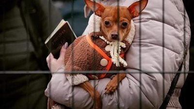 طوبى للرحماء.. الأوكرانيون يرفضون ترك حيواناتهم خلفهم ويحملونها للنجاة من الحرب | صور