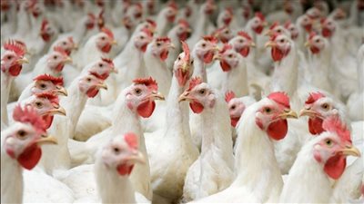 تراجع أسعار الدواجن 5 جنيهات بالأسواق المصرية.. وكرتونة البيض بـ 60 جنيهًا | بث مباشر