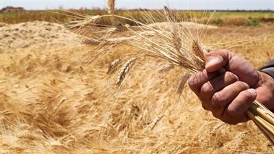 بث مباشر | وزارة التموين تستهدف توريد 6 ملايين طن قمح من المزارعين