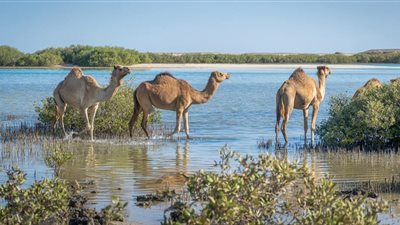 تشتهر بمناجم الزمرد.. محمية وادي الجمال نظام إيكولوجي غني بالمناظر الطبيعية ومواقع الغوص 