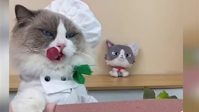 قط أمريكي يحصل على 25 مليون متابع بسبب طهيه الطعام