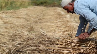 بدء موسم حصاد القمح في سوهاج وسط توقعات بإنتاج 350 ألف طن هذا العام | بث مباشر