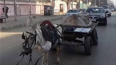 صدمته عربة كارو بطريق الأوتوستراد.. مصرع دكتور بجامعة نهضة مصر