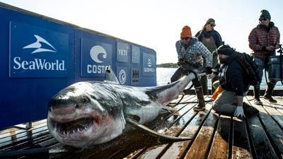 الصيادون الأمريكيون يكتشفون سمكة قرش بحجم 1000 رطل.. وعلماء الأحياء يفسرون