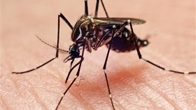 قد تسبب الوفاة.. تعرف على أعراض حمى الضنك وأسبابها