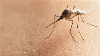 أهالي كفر الشيخ يعانون من انتشار الناموس بشكل كثيف.. والمحافظة تتحرك | بث مباشر