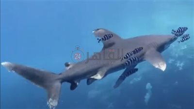 txt