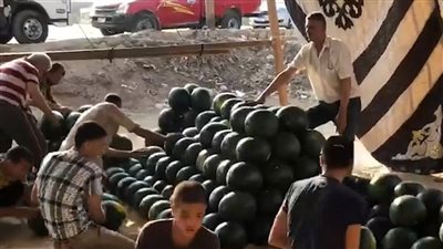 حمار وحلاوة.. تجار البطيخ بسوق بنها: الأسعار تبدأ من 10 جنيهات | بث مباشر 