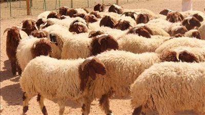 كيلو الضأن يبدأ من 85 جنيهًا.. ارتفاع جنوني في أسعار الأضاحي قبل العيد | بث مباشر