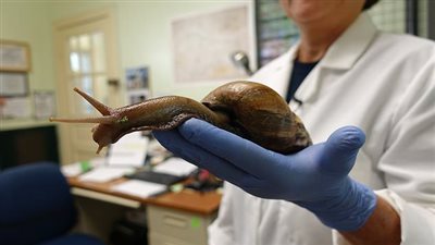 الحلزون العملاق يتسبب في إغلاق ولاية فلوريدا خوفا من انتشار مرض السحايا