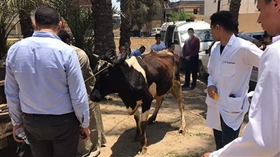 اليوم.. انطلاق الحملة القومية الثانية للتحصين ضد الحمى القلاعية بالفيوم.. تعرف على التفاصيل