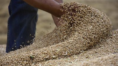 لتعزيز الاحتياطيات الاستراتيجية.. مصر تشتري 420 ألف طن قمح مستورد من روسيا | بث مباشر 