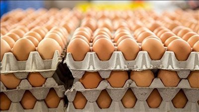 الأحمر بـ 70 جنيهًا والأبيض بـ 67.. انخفاض أسعار البيض في الأسواق | بث مباشر