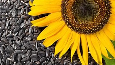 4 آثار جانبية لتناول بذور دوار الشمس