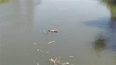 مصرع طفلة غرقًا في مياه ترعة بنجا بسوهاج.. وجهود مكثفة لكشف هوية الطفل