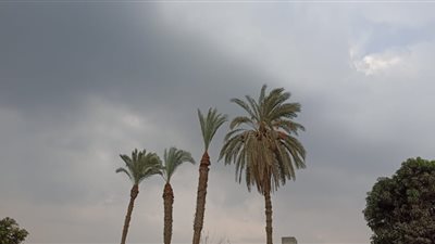 رفع درجة الاستعداد لمواجهة الطقس غير المستقر في بني سويف | فيديو