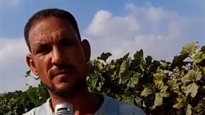 فرحة المزارعين بجمع محصول اللوف بالشرقية: دخله مربح وتكلفة إنتاجه قليلة | بث مباشر
