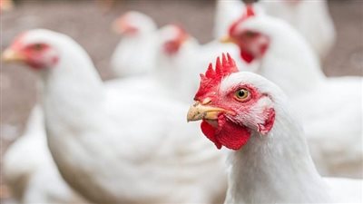 أسعار الفراخ اليوم السبت بعد الزيادة الأخيرة