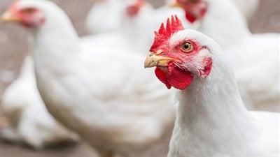 رئيس شعبة الدواجن: 5 جنيهات تراجعا في أسعار الفراخ البيضاء اليوم بالأسواق