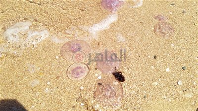 شكلها غريب وشبه الورد.. هجوم لمئات القناديل على شواطئ مدينة الغردقة| صور 