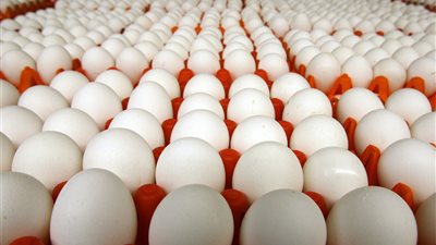 أسعار البيض اليوم الاثنين 12 يونيو 2023 