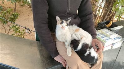 الفقير بيحس بالضعيف.. بائع مناديل يطعم قطة ورضيعتها الصغيرة
