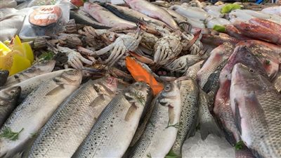 أسعار الأسماك اليوم الاثنين 16 أكتوبر 2023 