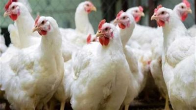 الفراخ بـ70 جنيها والبانيه بـ140.. ارتفاع أسعار الدواجن بأسواق بنها اليوم | بث مباشر